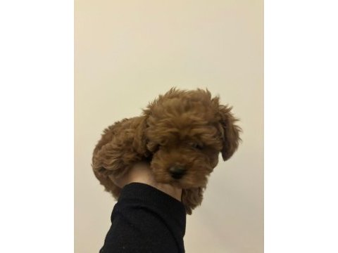 Toy poodle kore dişi yavrumuz satılıktır bilgi için dm
