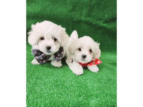 Maltese terrier bebekler