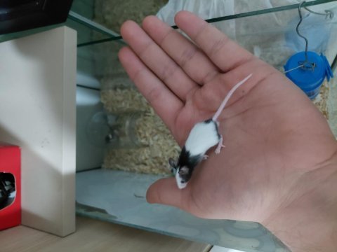 Panda mice hazır yavrular