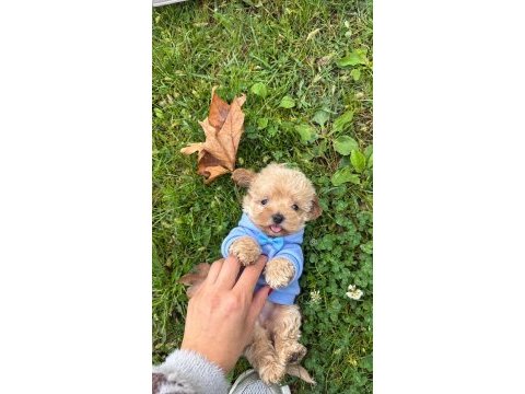 Pamuk yavrularımız maltipoo