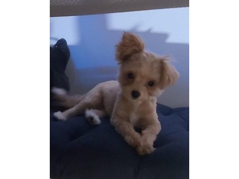 Maltepoo teacup dişi yavrumuz 5 aylık yuva arıyoruz