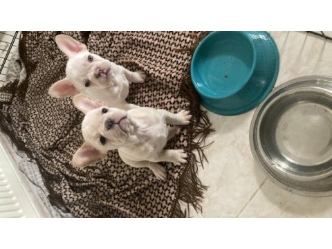 2 aylık lilac tan platinum erkek mavi göz french bulldog