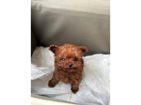 Teacup poodle yavru köpekler
