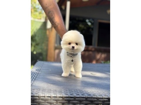 Sağlık ve ırk garantili pomeranian