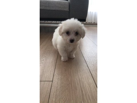 Sıfır numara maltese terrier