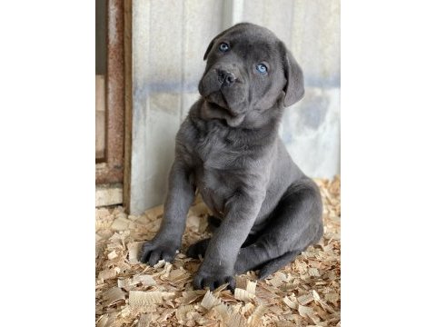 Üst seviye cane corso yavruları