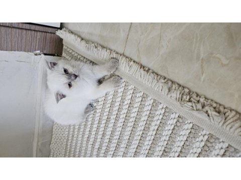 Scottish fold yavrum