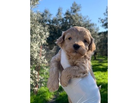 Maltipoo yavrularım