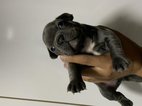 Blue french bulldog