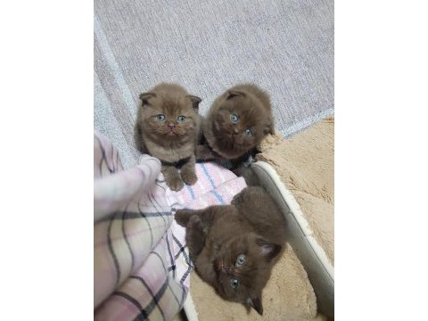Scottish fold ve straight 2 aylık