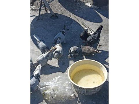 Acilen elinde 13 adet kuş var uygun fiyata verecem