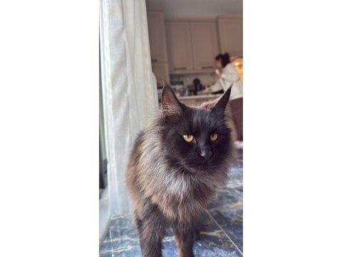 10 haftalık 2 adet dişi maine coon yavru