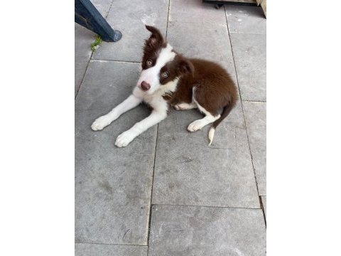 Eğitimli border collie