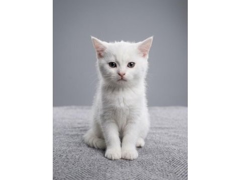 Safkan british shorthair (silver & white) bebekler