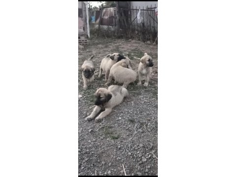 2 aylık yavru köpekler