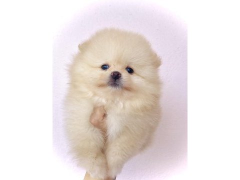 Pomeranian ayı surat bebekler