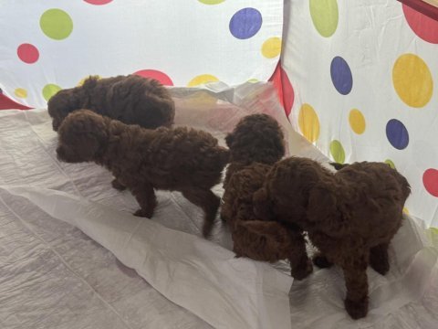 Toy poodle bebiş kedilerimiz