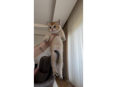 Golden british shorthair bebekler