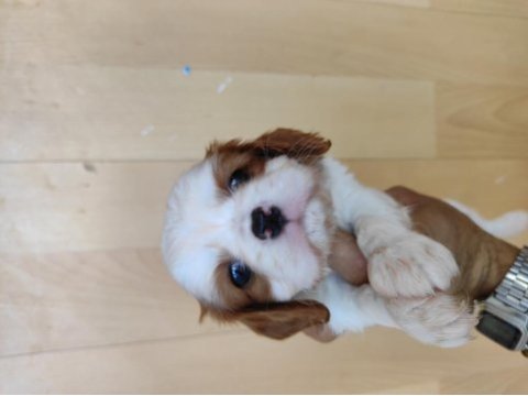 Cavalier king charles yavrularımız