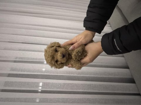 Kore kan poodle bebekler