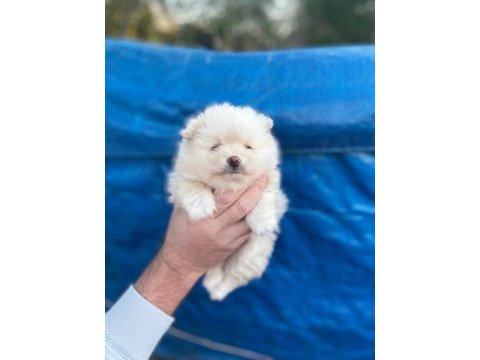 50 günlük ayı sürat pomeranian