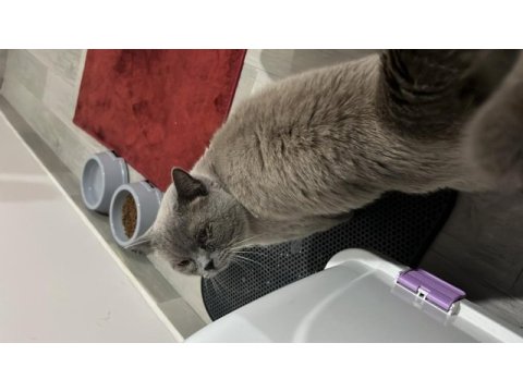 British shorthair kedimize yeni yuva arıyoruz
