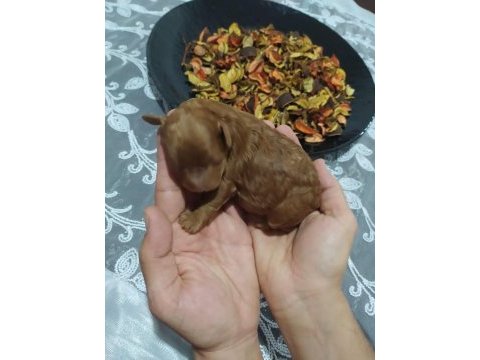 Toy poodle red