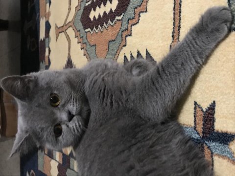 Çift kediler yeni evlerini bekliyor