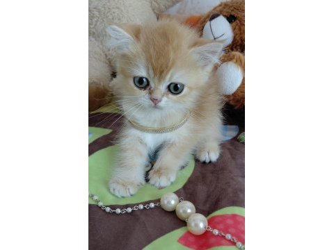 Safkan british shorthair yavrular