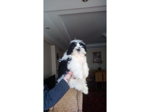 A kalite şecereli shih tzu yavruları