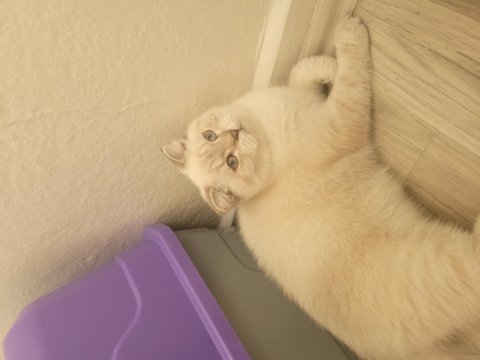 Scottish shorthair lynx tekirdag süleymanpasa
