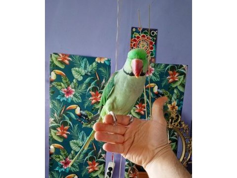 İskender papağanı çiftimiz