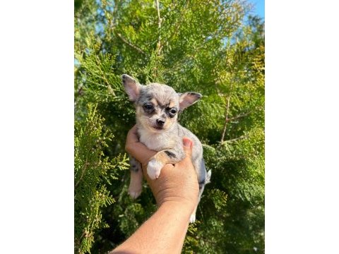 Şivava (chihuahua)