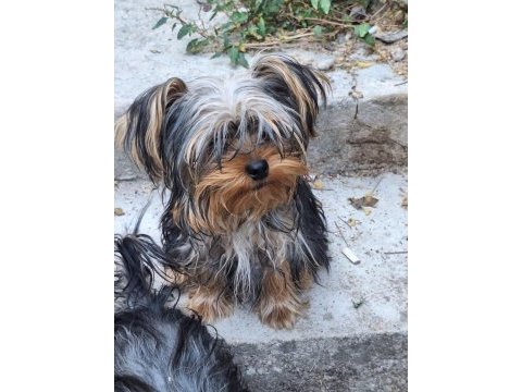 Erkek 6 aylık dişi 1 yaşında yorkshire terrier