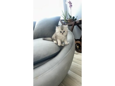 Safkan iran kedisi ırkı (chinchilla)