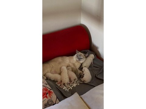 Dünya güzelleri scottish fold