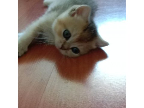 Safkan british shorthair yavrular