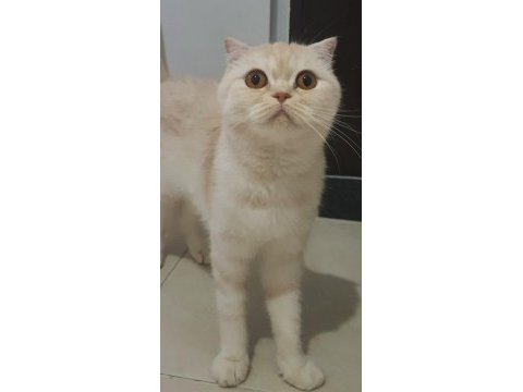 Dişi scottish fold