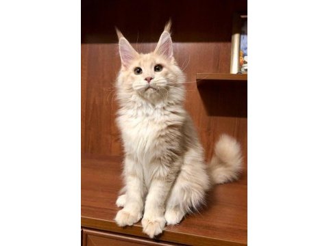 Dev kediler maine coon üst kalite