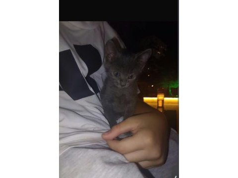 Çok akıllı uysal minik prenses kedimiz