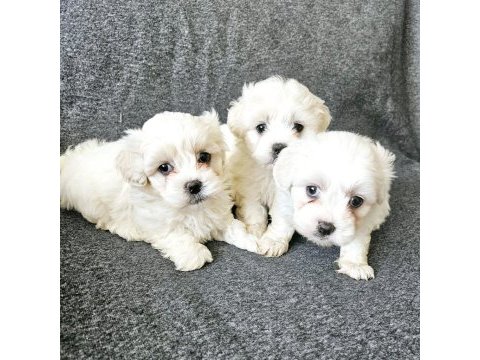 Sıfır numara maltese bebekleri