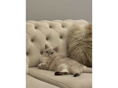 3 yaşında british shorthair