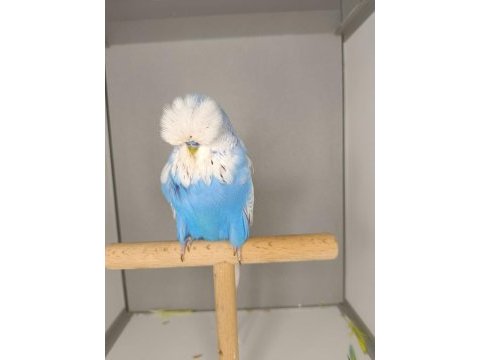 Muhabbet kuşu show jumbo