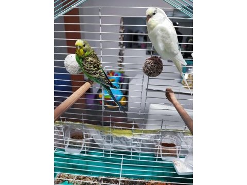 Kafesi ayaklı askı aparatı ile birlikte muhabbet kuşu