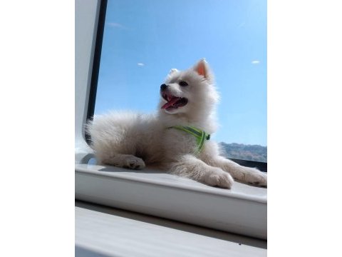 Pomeranian spitz