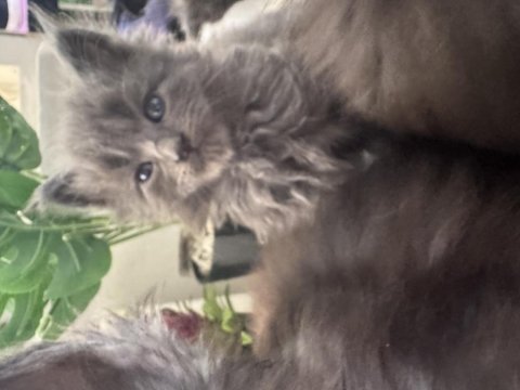 Orjinal maine coon yavrular