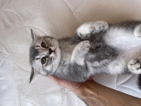 British shorthair
