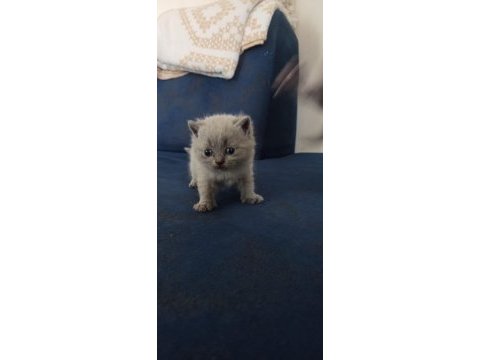 Yeni british shorthair yavrular