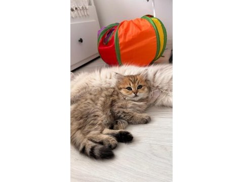 Black gold british longhair yavrular