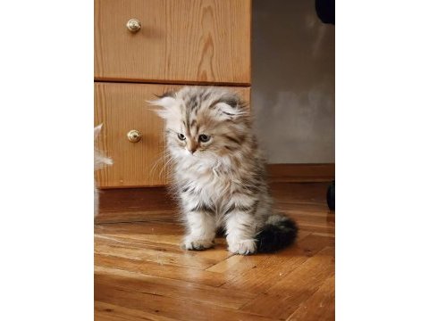 Scottish fold longhair